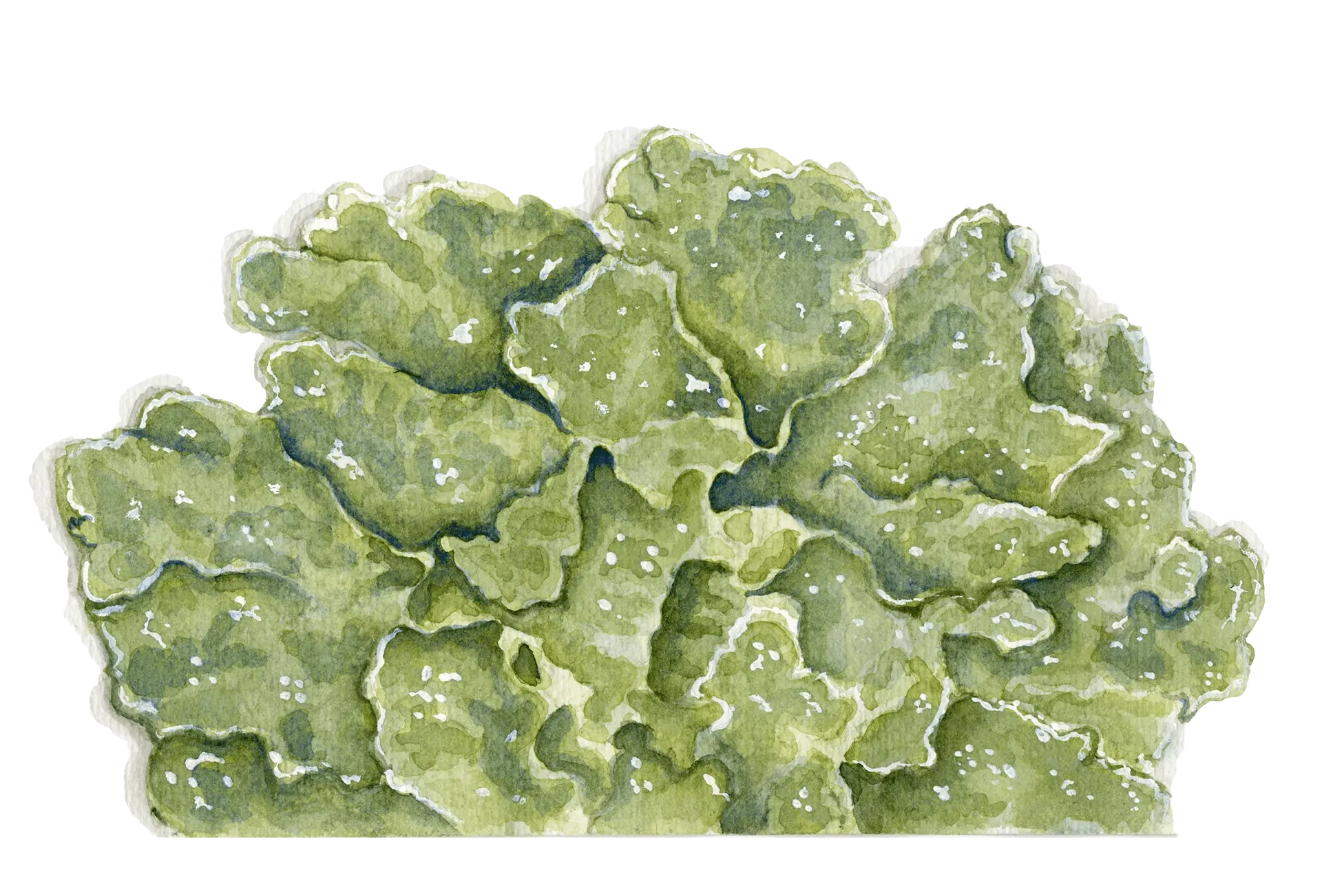 Liquen 1