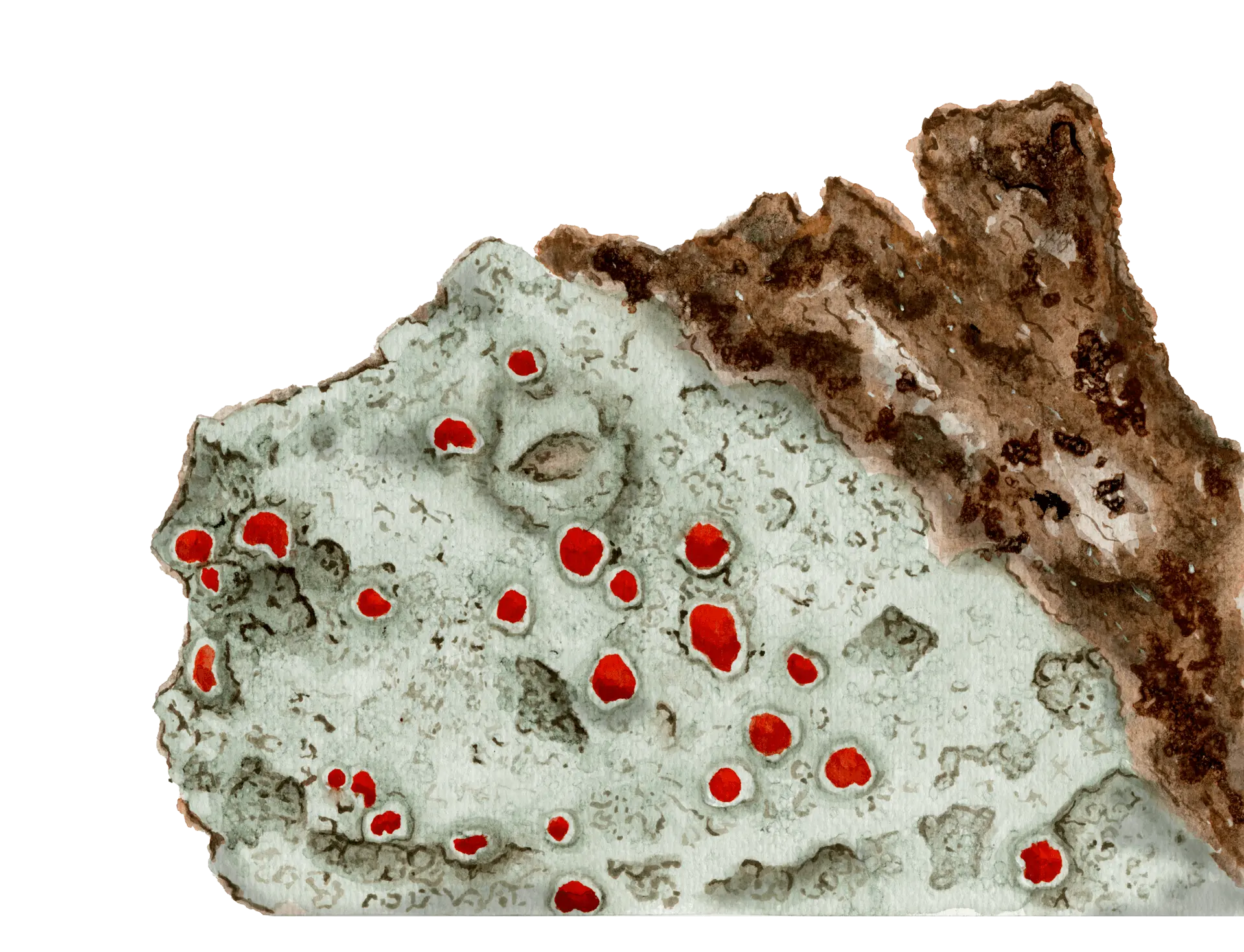 Liquen 2