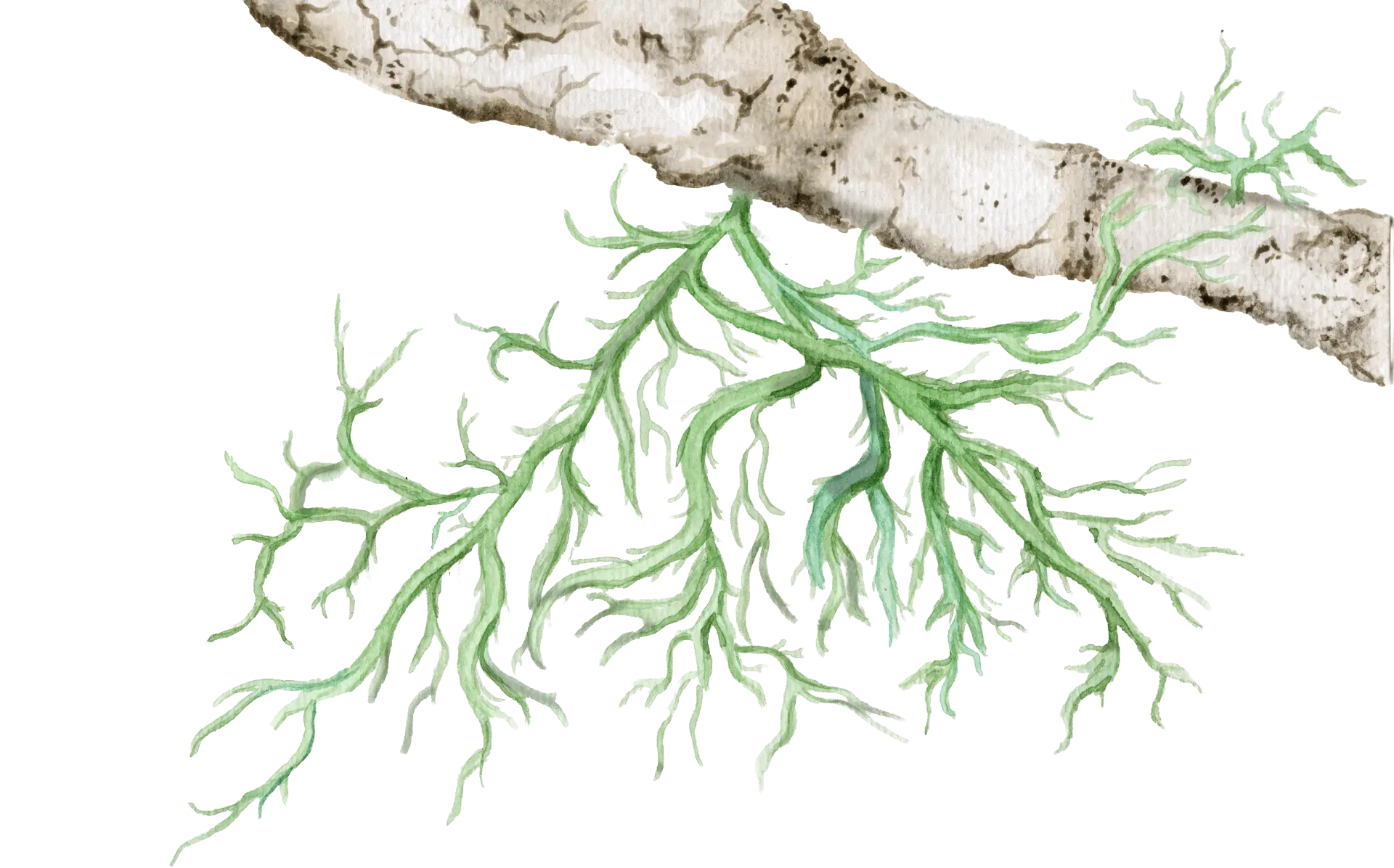Liquen 2