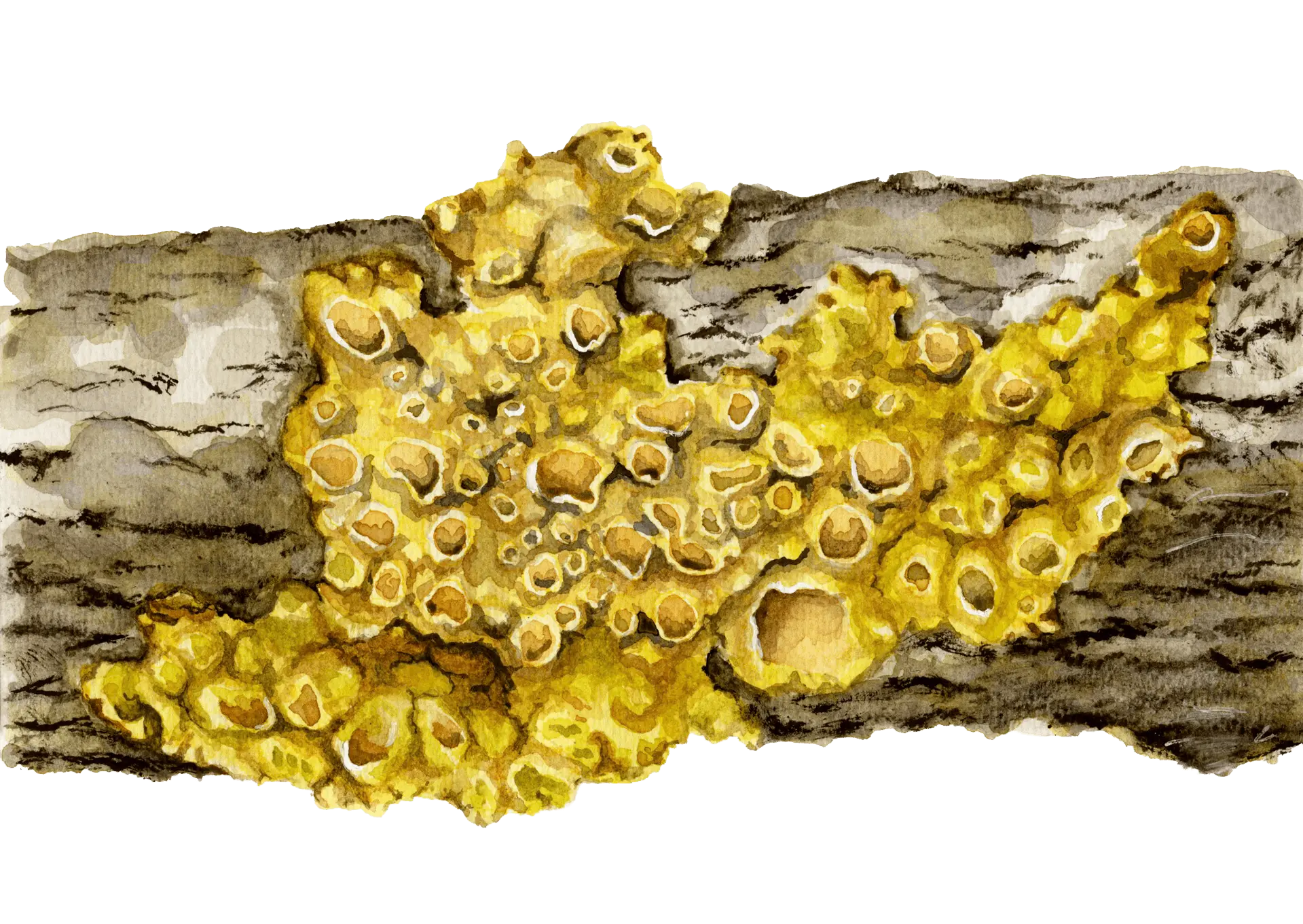 Liquen 2