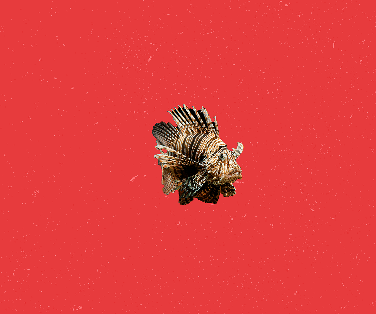 Project Preview