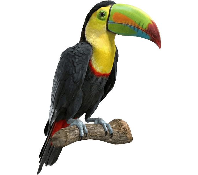 Toucan Image