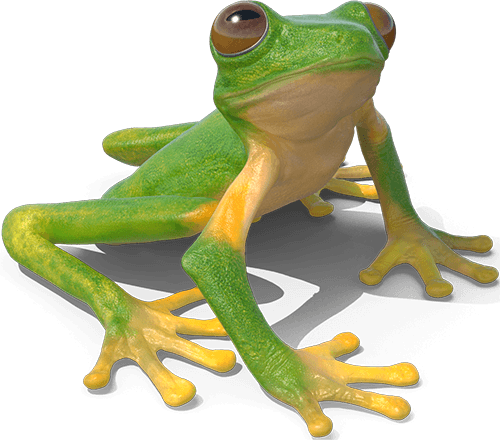 Tree Frog Image